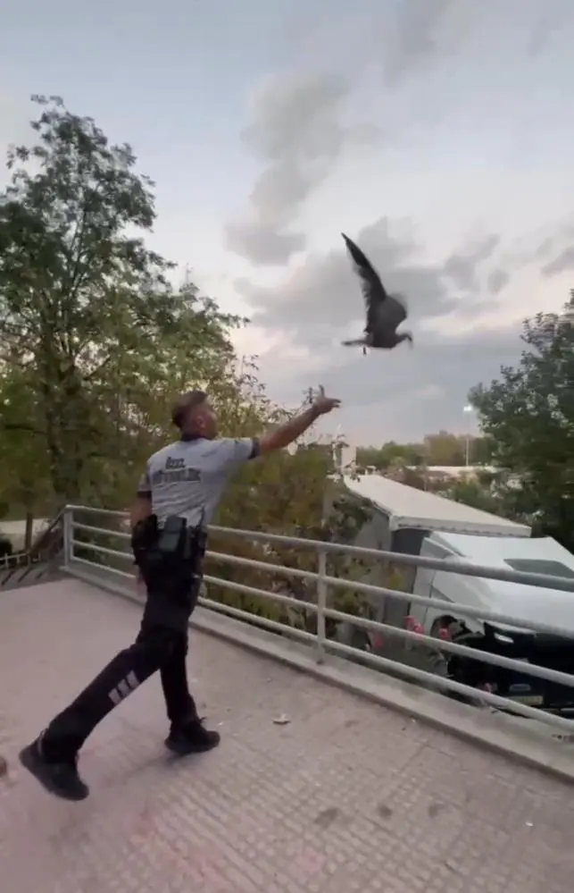 Genç Gazete Bursa'da Acil Servise Martı Girdi, Hastane Koridorları Karıştı 2