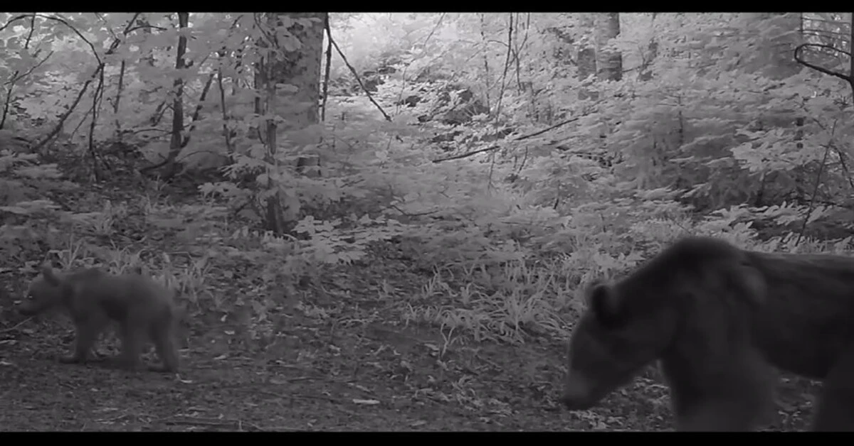 Genç Gazete Bursa'da Boz Ayı Yavruları Fotokapana Takıldı 1