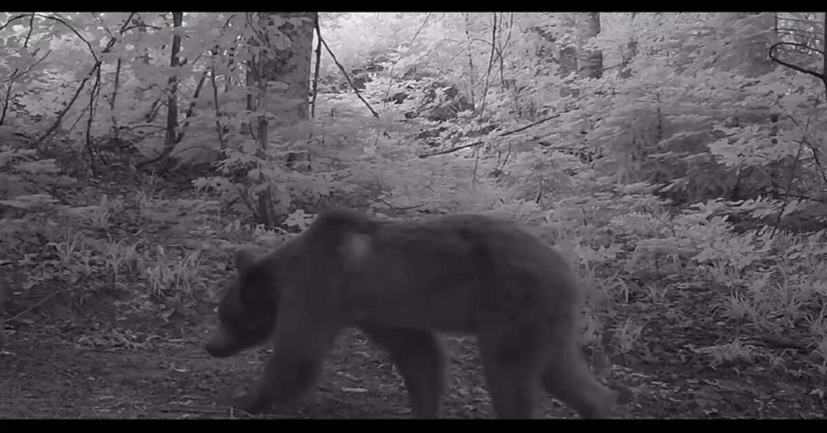 Genç Gazete Bursa'da Boz Ayı Yavruları Fotokapana Takıldı 2