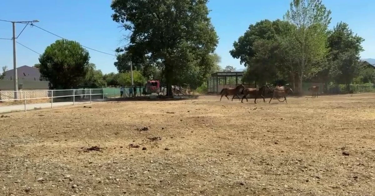 Genç Gazete Bursa'da Çıkan Yangında 1 At Ve 2 Keçi Telef Oldu 2