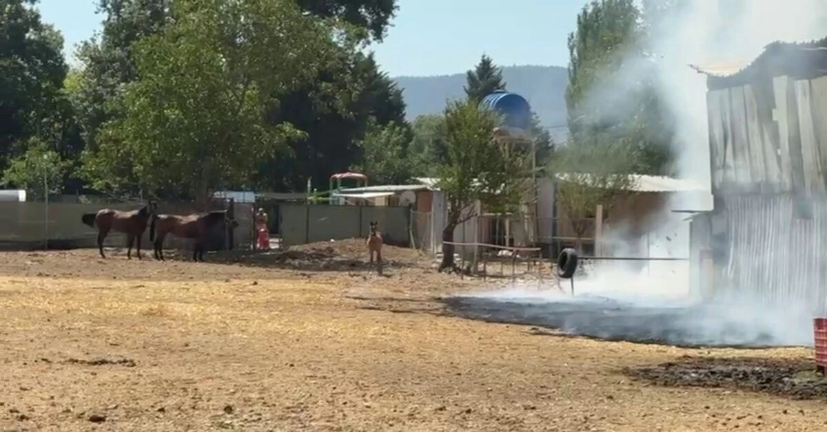 Genç Gazete Bursa'da Çıkan Yangında 1 At Ve 2 Keçi Telef Oldu 3