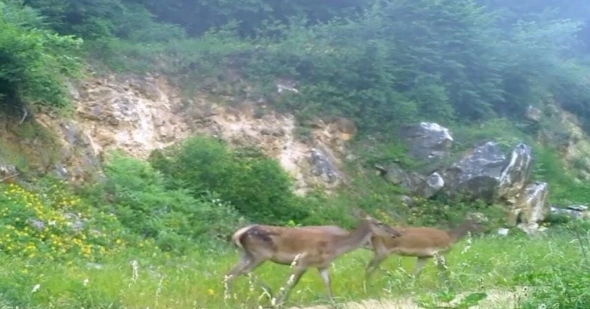 Genç Gazete Bursa’da Kızıl Geyikleri Fotokapan Görüntüledi 1
