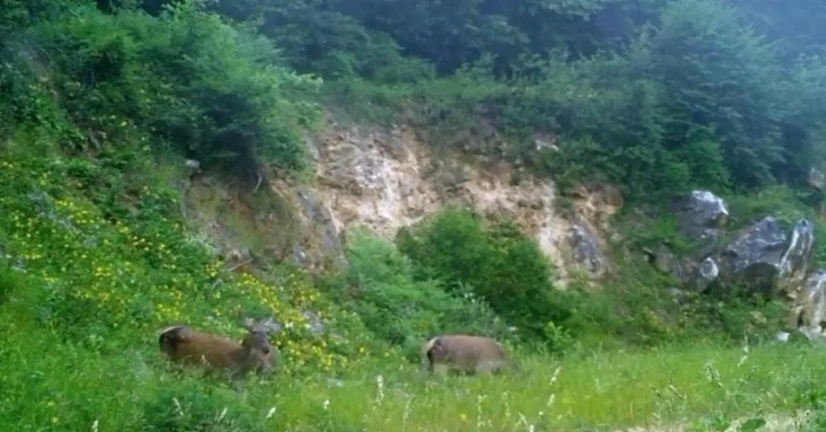Genç Gazete Bursa’da Kızıl Geyikleri Fotokapan Görüntüledi