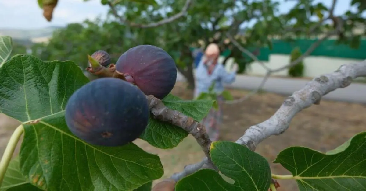 Genç Gazete Bursa’da Kraliçe İncirinde Hasat Başladı 150 Liralık Fiyat Üreticiyi Memnun Etti 1