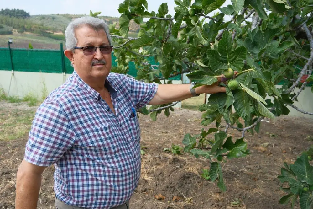 Genç Gazete Bursa’da Kraliçe İncirinde Hasat Başladı 150 Liralık Fiyat Üreticiyi Memnun Etti 11