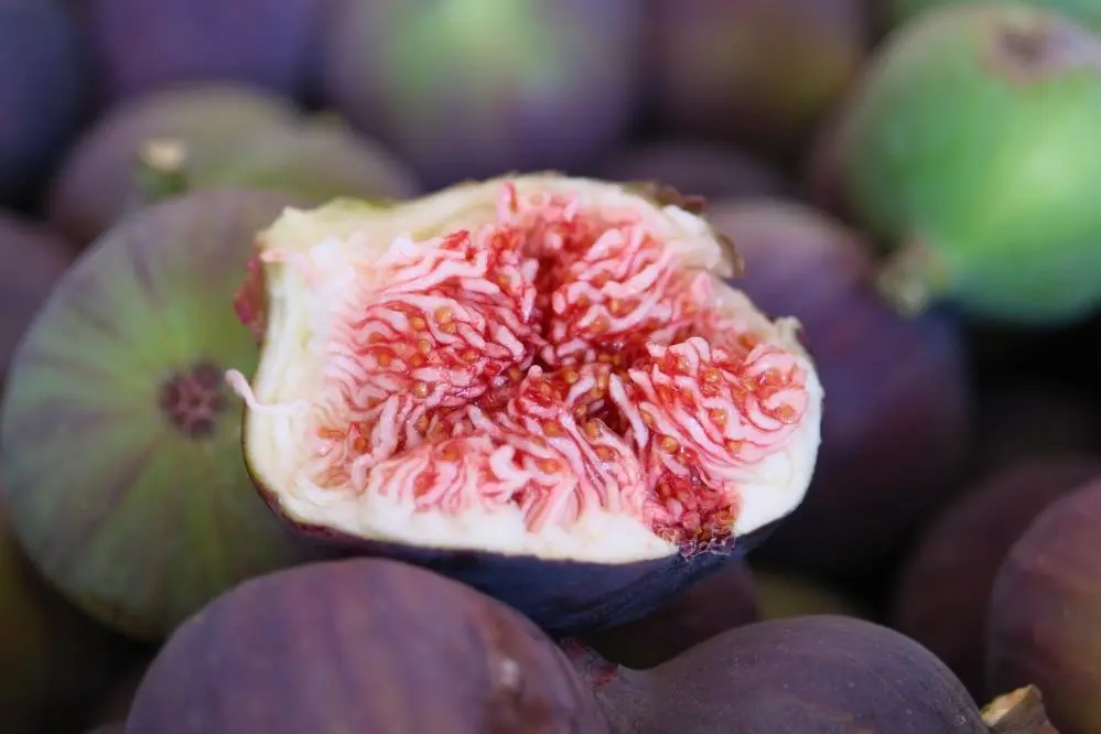 Genç Gazete Bursa’da Kraliçe İncirinde Hasat Başladı 150 Liralık Fiyat Üreticiyi Memnun Etti 2