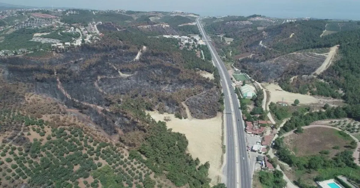 Genç Gazete Bursa’da Yanan Ormanlar Yeşile Dönecek Ağaçlandırma Seferberliği Başlıyor 1