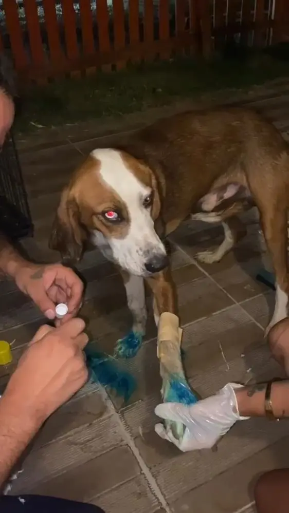 Genç Gazete Bursa'daki Orman Yangınında Dumandan Etkilenen Köpek Haytap Tarafından Kurtarıldı 1