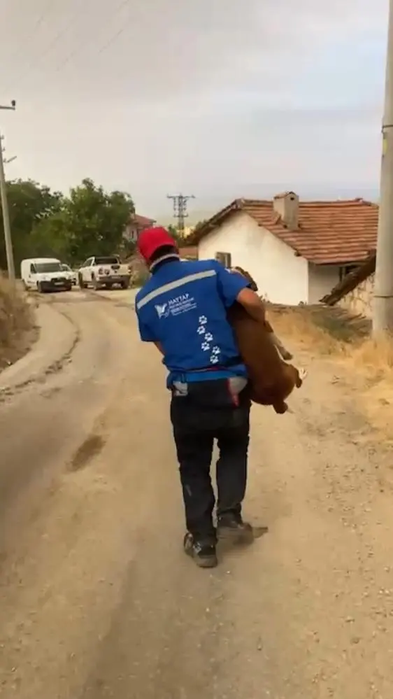 Genç Gazete Bursa'daki Orman Yangınında Dumandan Etkilenen Köpek Haytap Tarafından Kurtarıldı 2