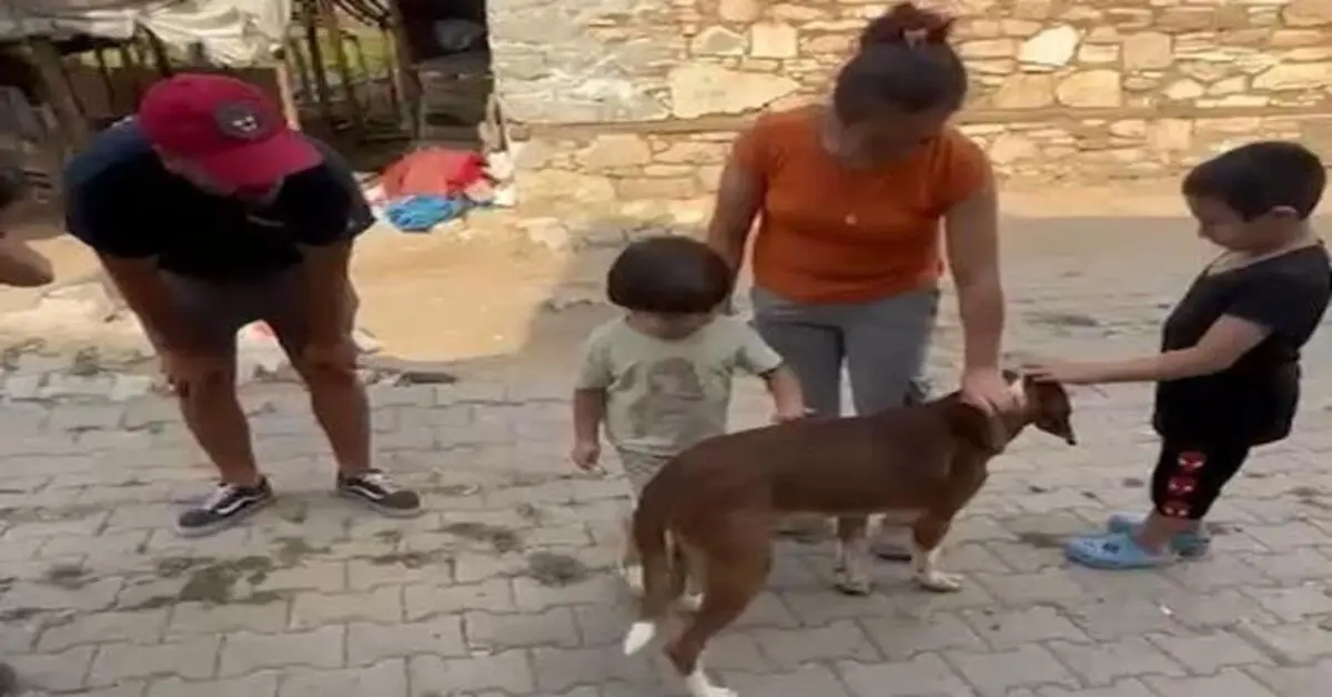 Genç Gazete Bursa'daki Orman Yangınında Dumandan Etkilenen Köpek Haytap Tarafından Kurtarıldı