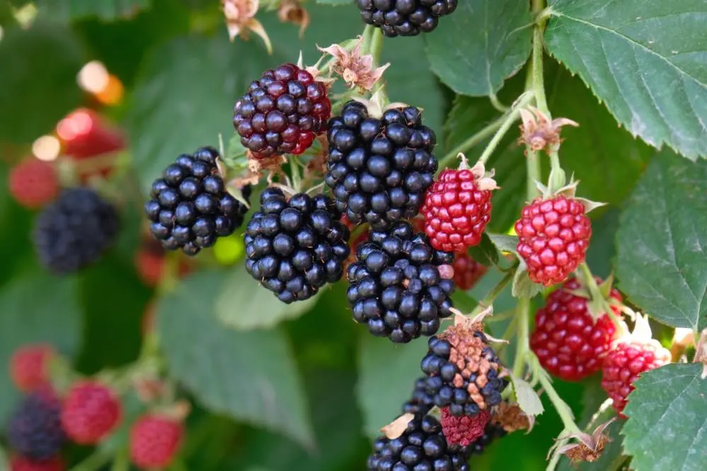 Genç Gazete Bursa’nın Dağ Eteklerinden Sofralara Böğürtlen Hasadı Başladı 1