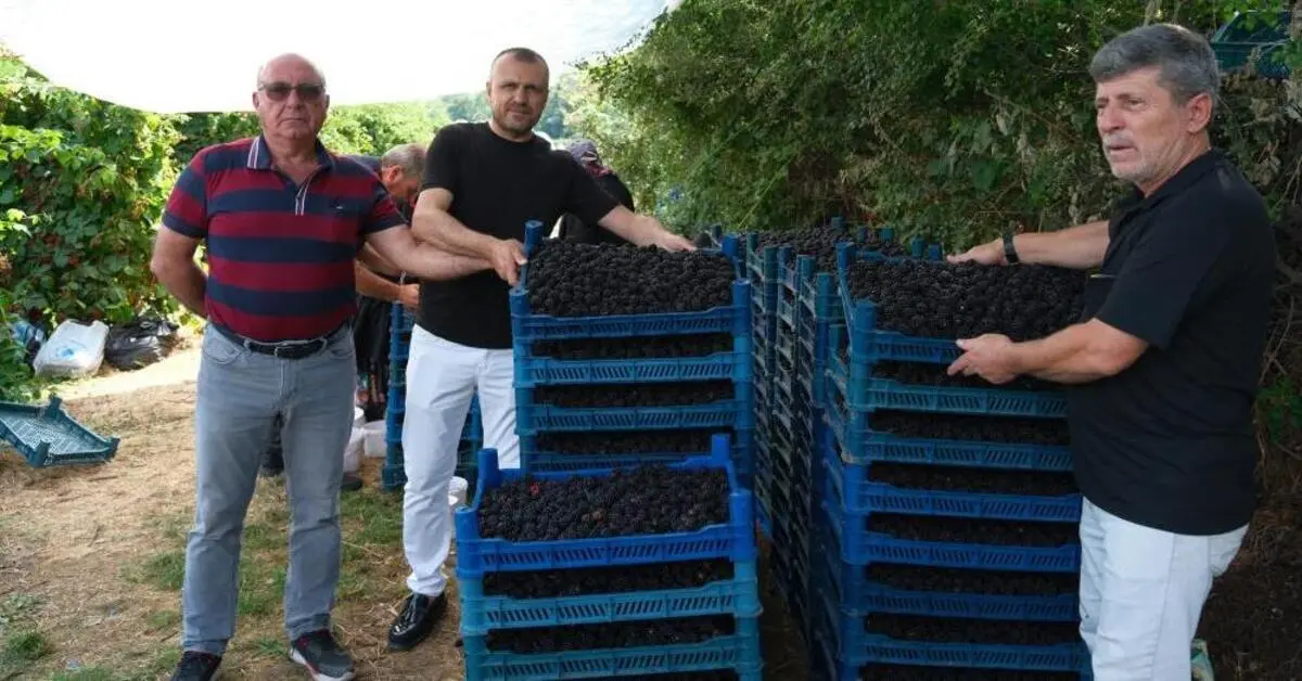 Genç Gazete Bursa’nın Dağ Eteklerinden Sofralara Böğürtlen Hasadı Başladı 2