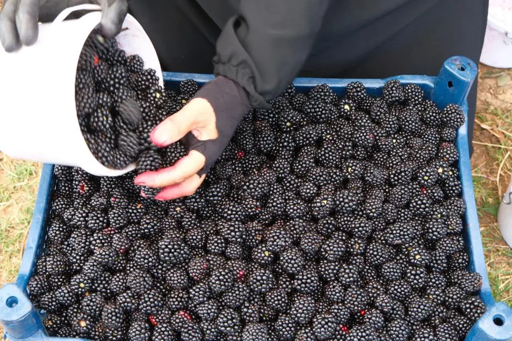 Genç Gazete Bursa’nın Dağ Eteklerinden Sofralara Böğürtlen Hasadı Başladı