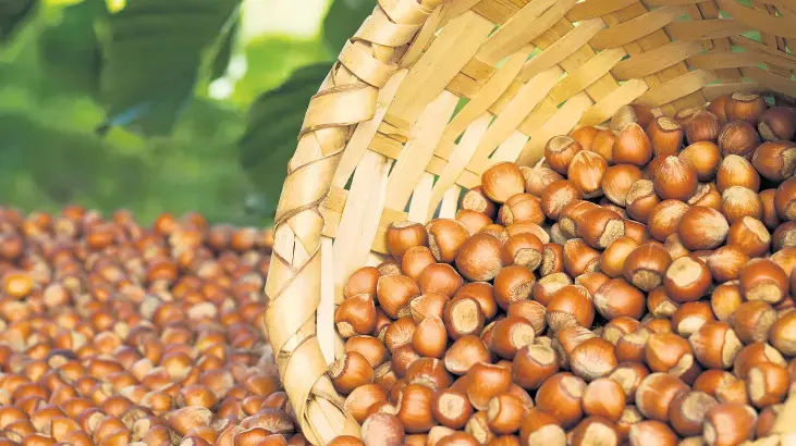 Genç Gazete Fındık Alım Fiyatları Belli Oldu (3)