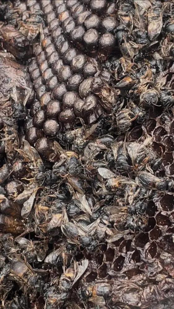 Genç Gazete Gürsu'daki Orman Yangınında Milyonlarca Arı Telef Oldu 2