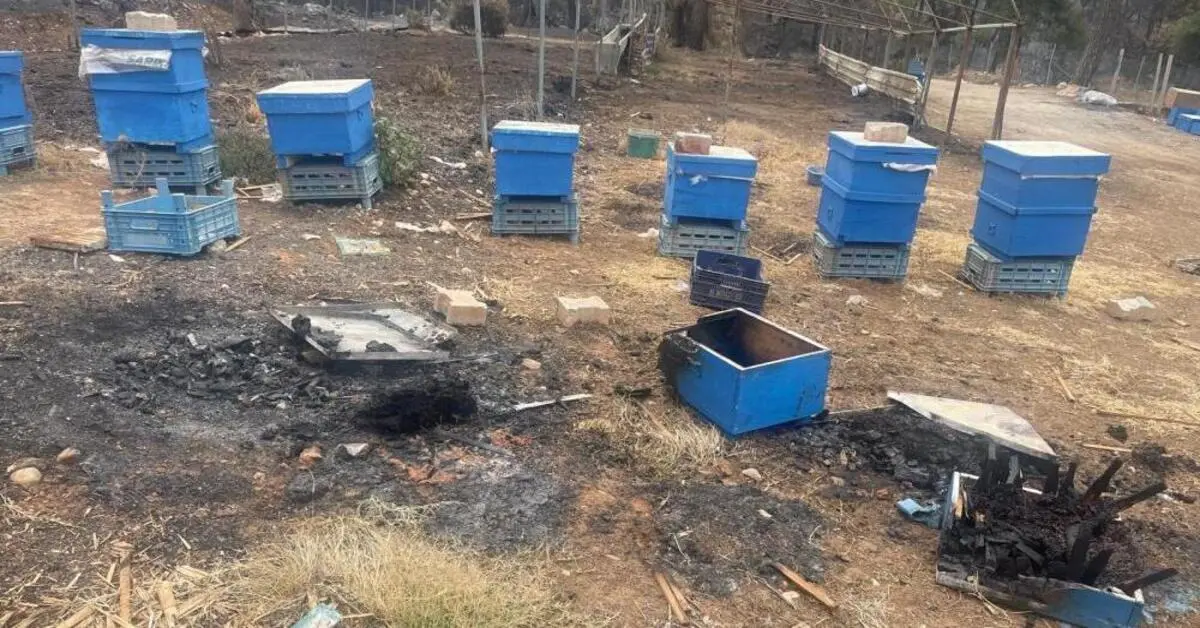 Genç Gazete Gürsu'daki Orman Yangınında Milyonlarca Arı Telef Oldu