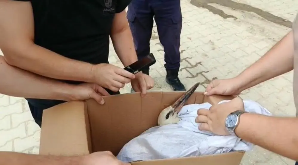 Genç Gazete İznik'te Cami Kubbesinde Mahsur Kalan Leyleği İtfaiye Kurtardı 1