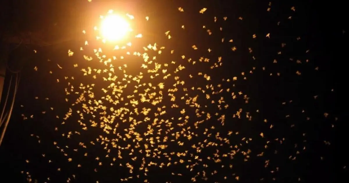 Genç Gazete Milyonlarca ‘Birgün’ Sineğinin Ölüm Dansı Görsel Şölen Oluşturdu 2