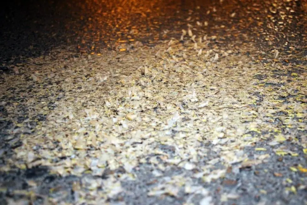 Genç Gazete Milyonlarca ‘Birgün’ Sineğinin Ölüm Dansı Görsel Şölen Oluşturdu