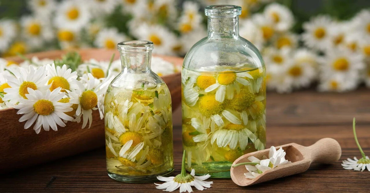 Genç Gazete Papatya Suyu Ile Saç Açma İşlemi Gerçekten İşe Yarıyor Mu Doğal Saç Açma Yöntemler Ve Uygulama Detayları Nelerdir