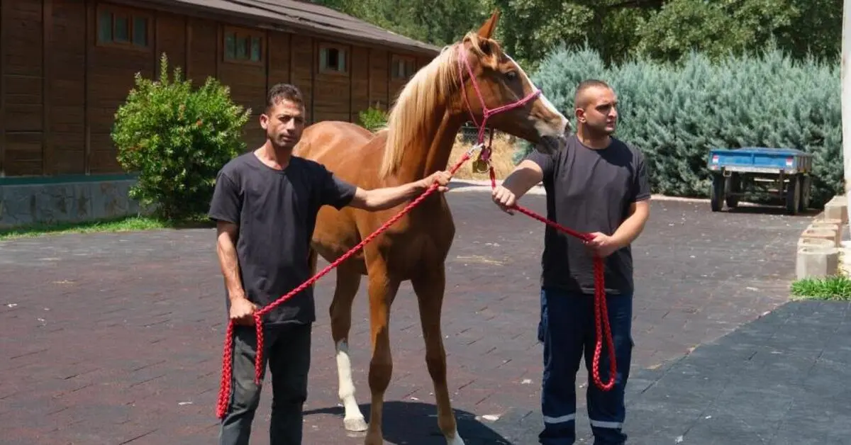 Genç Gazete Ti̇gem, Tay Satışları Ve Koşulardan 500 Milyon Lira Gelir Hedefliyor 1