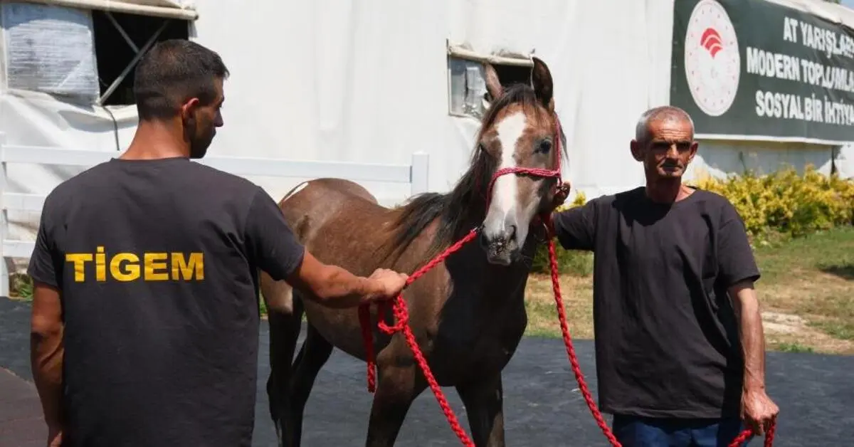 Genç Gazete Ti̇gem, Tay Satışları Ve Koşulardan 500 Milyon Lira Gelir Hedefliyor 3