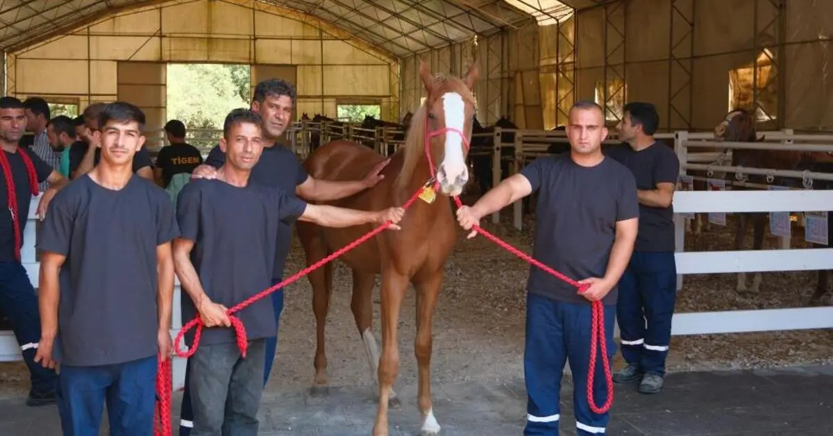 Genç Gazete Ti̇gem, Tay Satışları Ve Koşulardan 500 Milyon Lira Gelir Hedefliyor