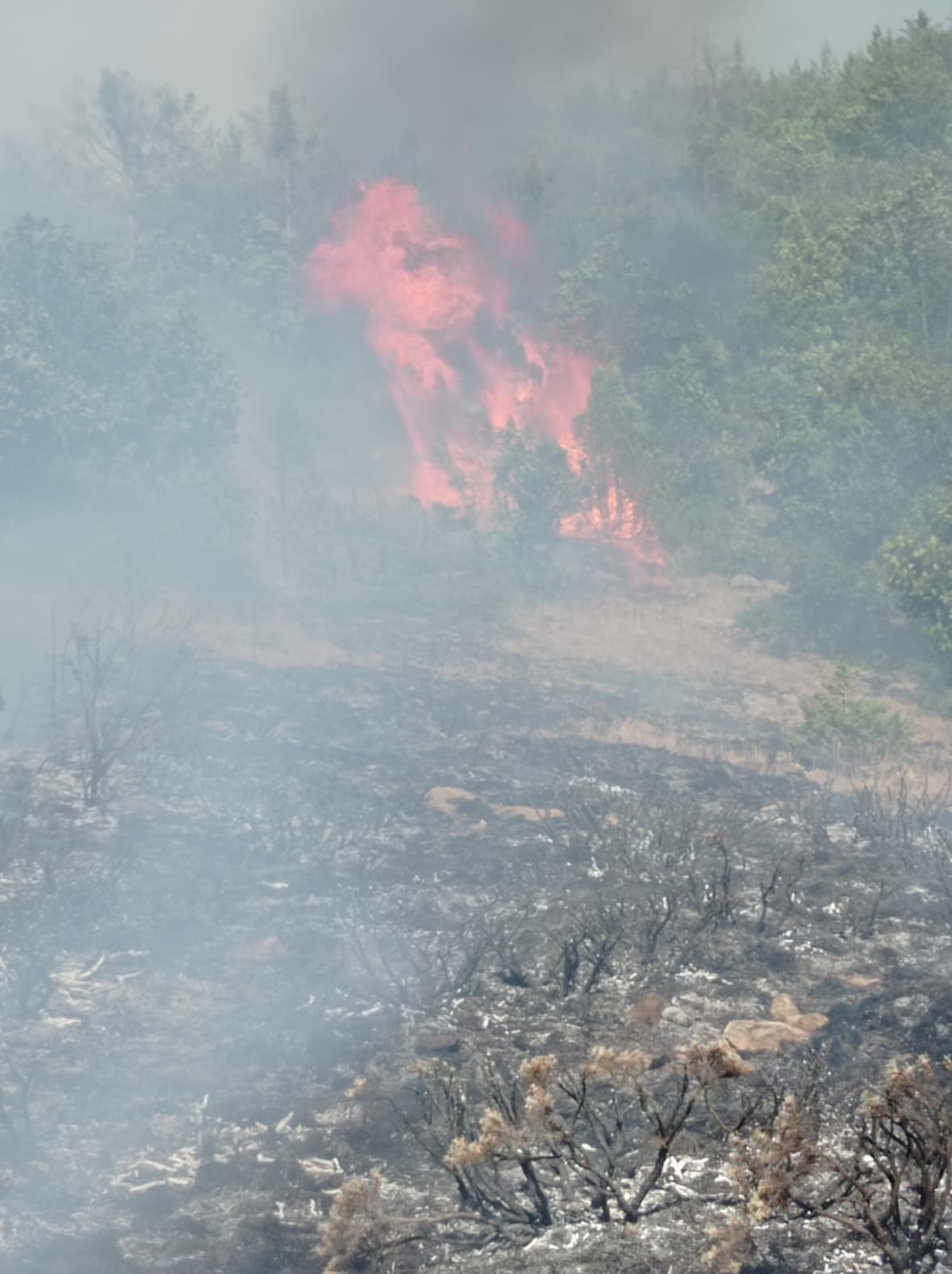Gümüşhane’de Çobanın Yaktığı Ateş Yangına Sebep Oldu (1)