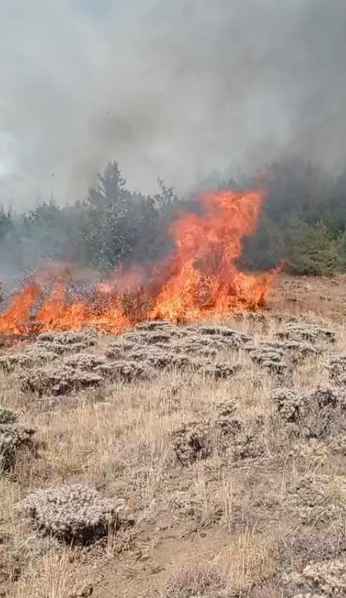 Gümüşhane’de Çobanın Yaktığı Ateş Yangına Sebep Oldu (3)