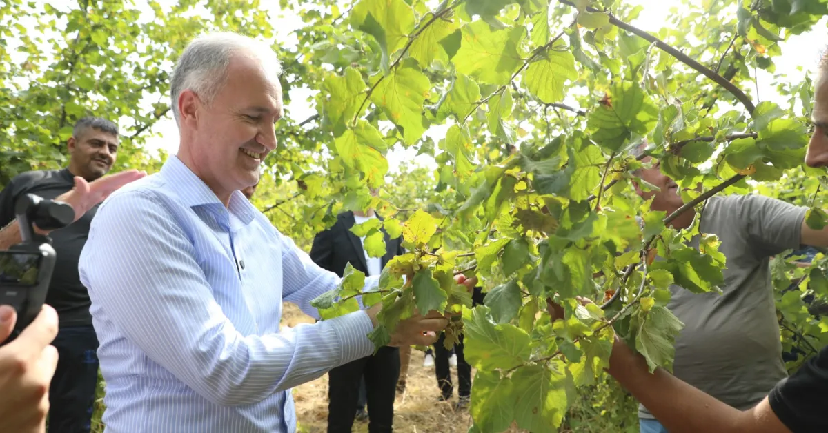 İnegöl’de Fındık Hasadı Başladı! Türkiye Üretiminin Yüzde 1’I Buradan (1)
