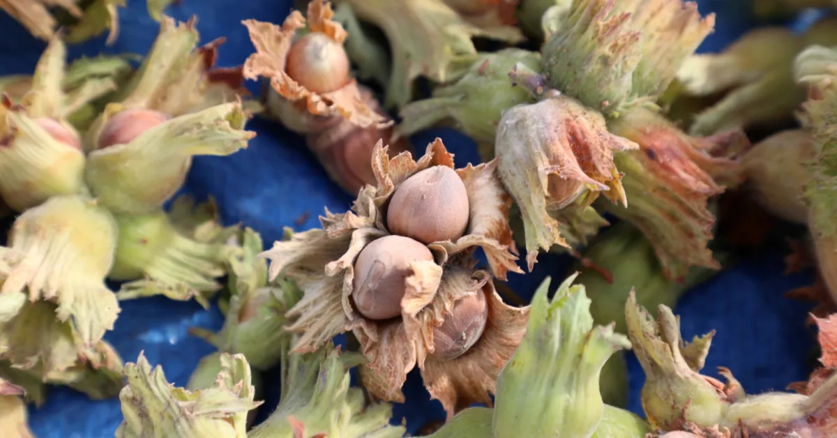 İnegöl’de Fındık Hasadı Başladı! Türkiye Üretiminin Yüzde 1’I Buradan (6)