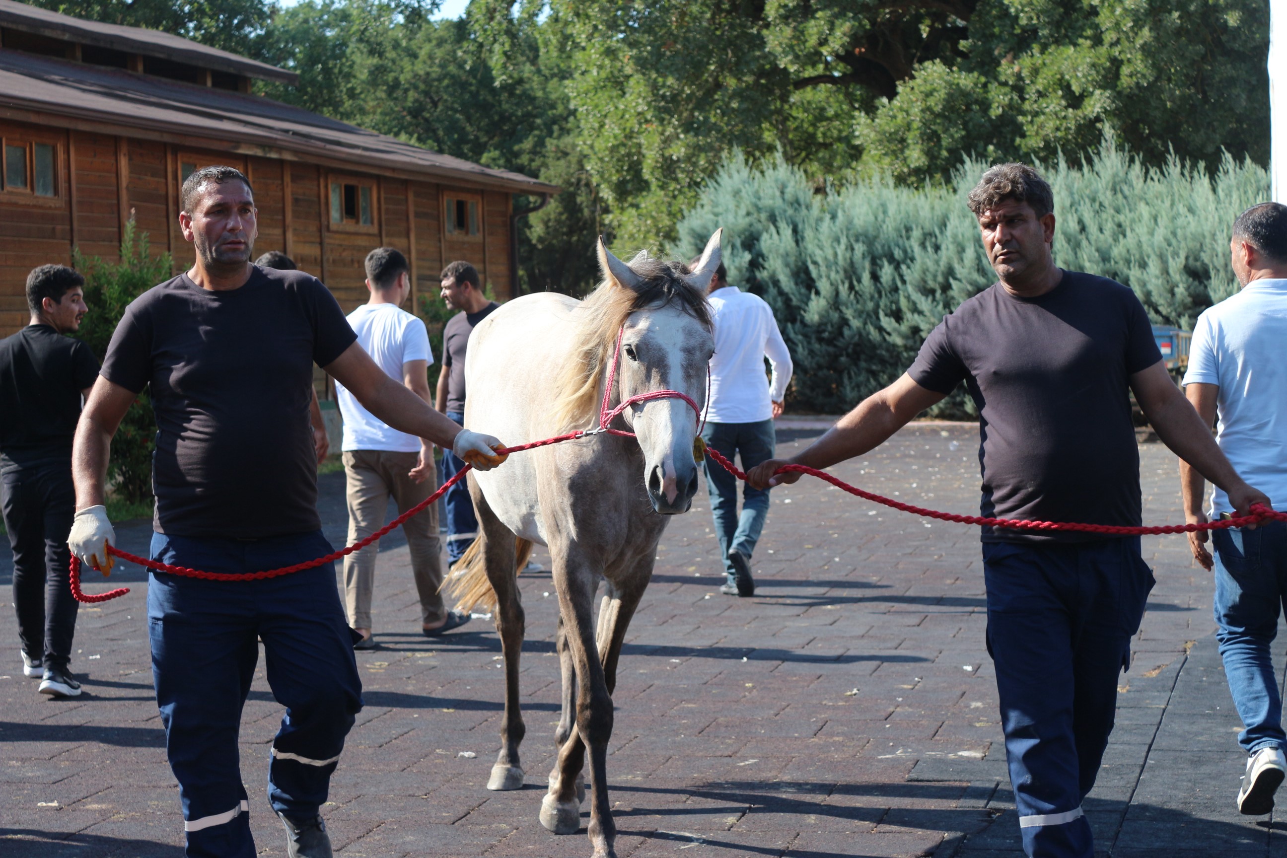 Karacabey Harası'nda Tay Satışında Rekor Gelir Ergüneş 2 Milyon 650 Bin Tl’ye Satıldı (4)
