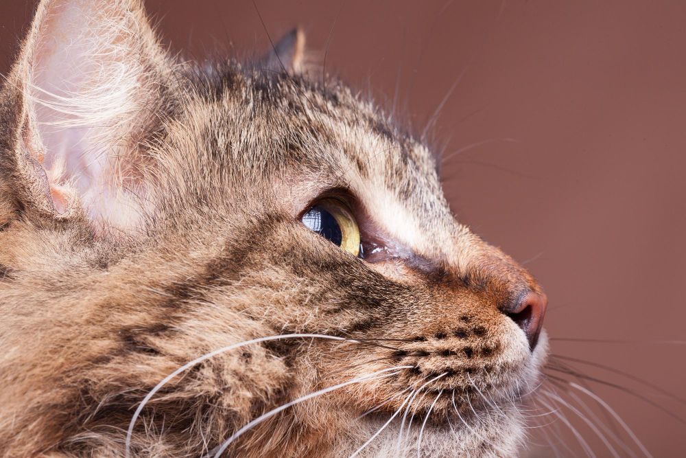 Kedilere Gecelerin Kralı Kedi Gozleri Gencgazete (7)