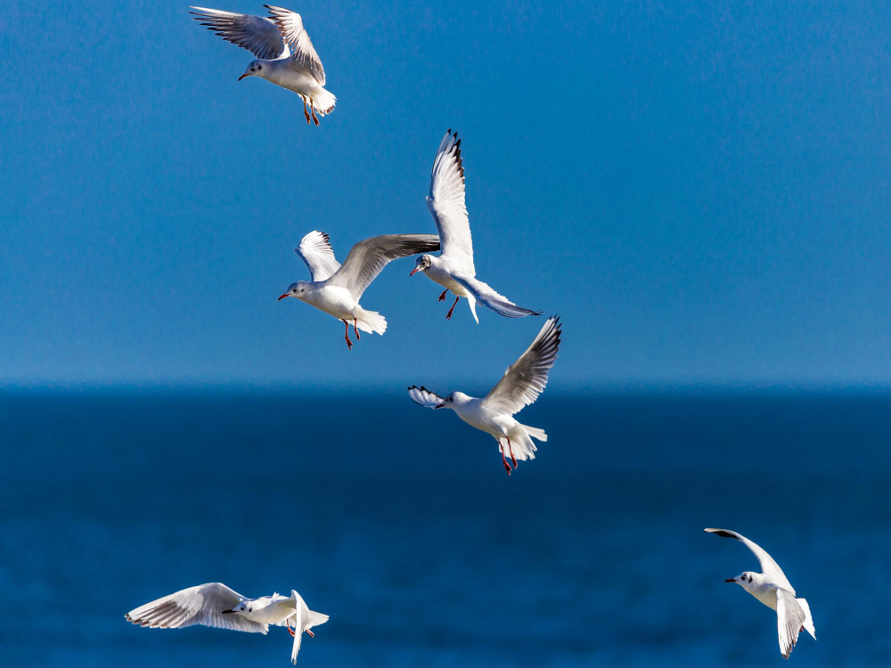 Kuşlar Neden Öterler Depremden Önce Kuşlar Gencgazete (12)