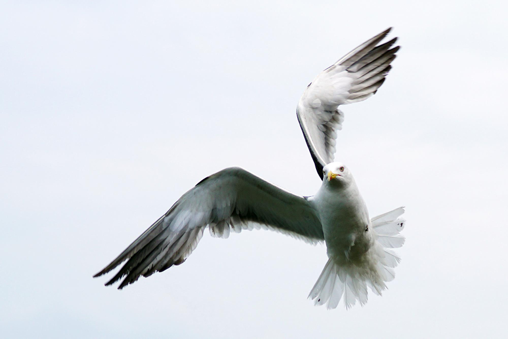 Kuşlar Neden Öterler Depremden Önce Kuşlar Gencgazete (14)