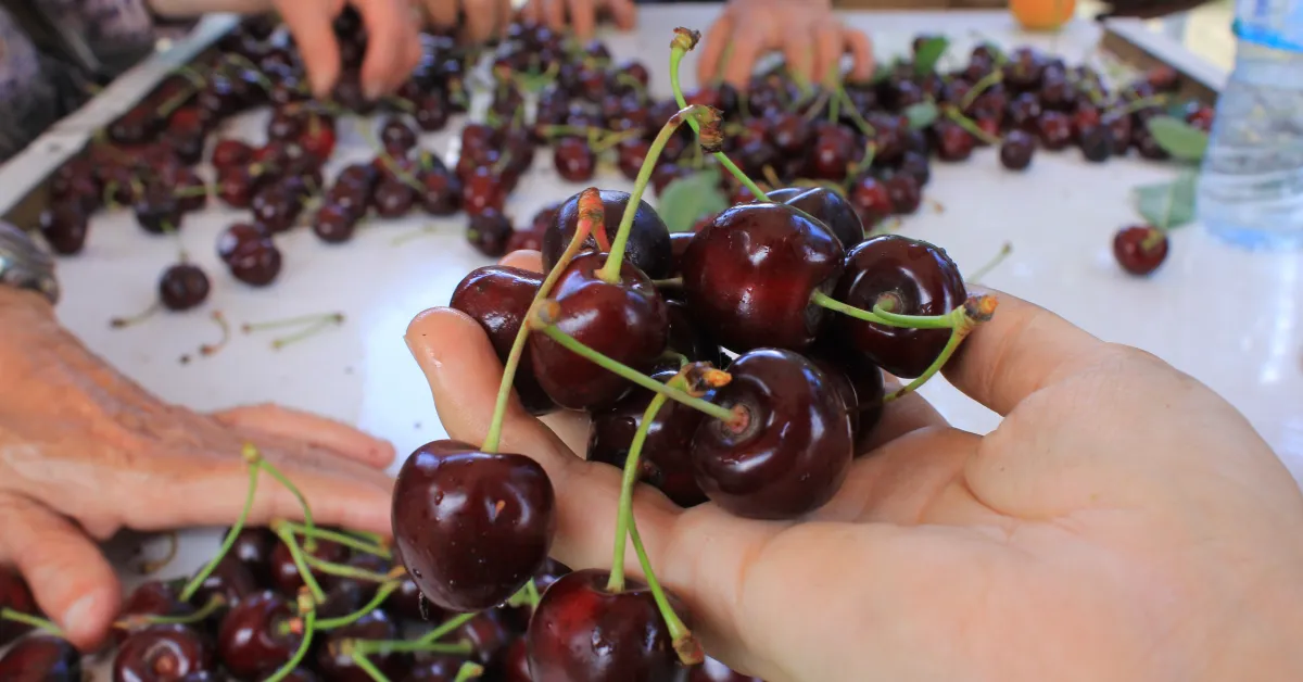 Meyve Ve Sebze İhracatçıları, Döviz Kurundaki Dengesizlikten Şikayetçi (1)