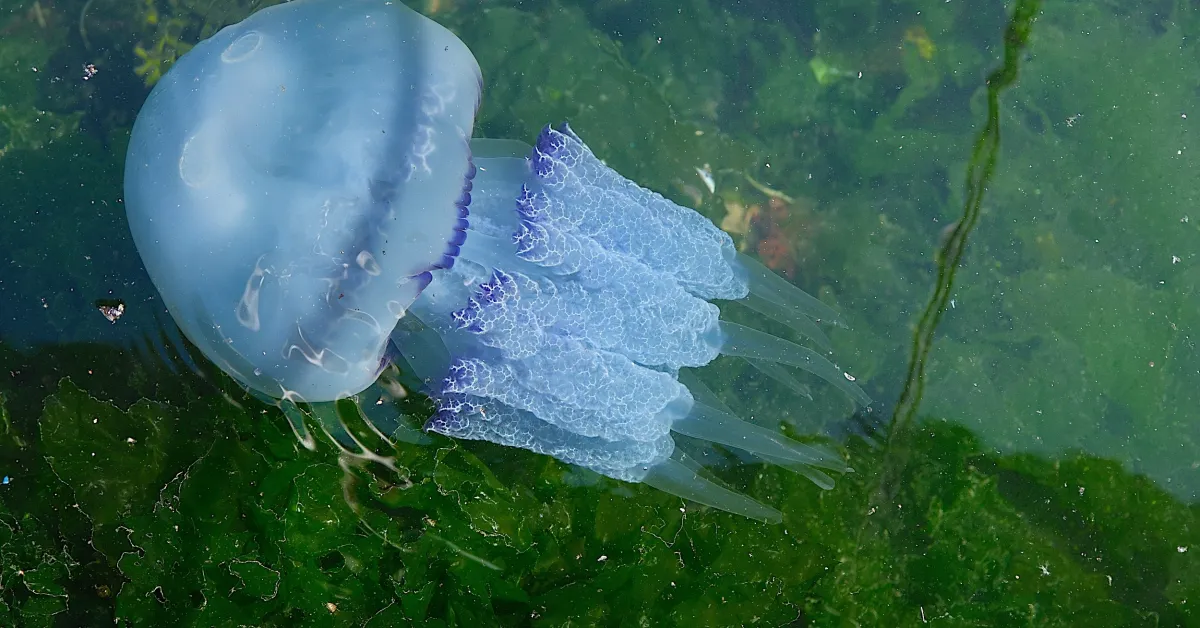 Müsilaj Bitti, Marmara’da Denizanası Kabusu Başladı (2)