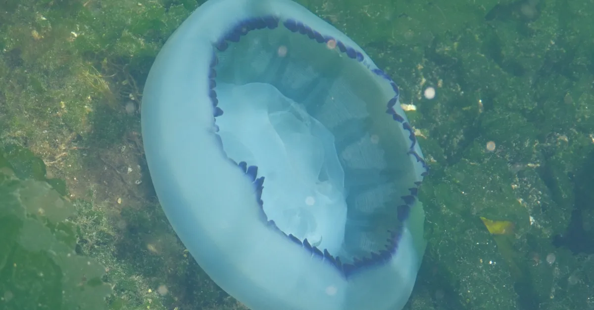 Müsilaj Bitti, Marmara’da Denizanası Kabusu Başladı (3)