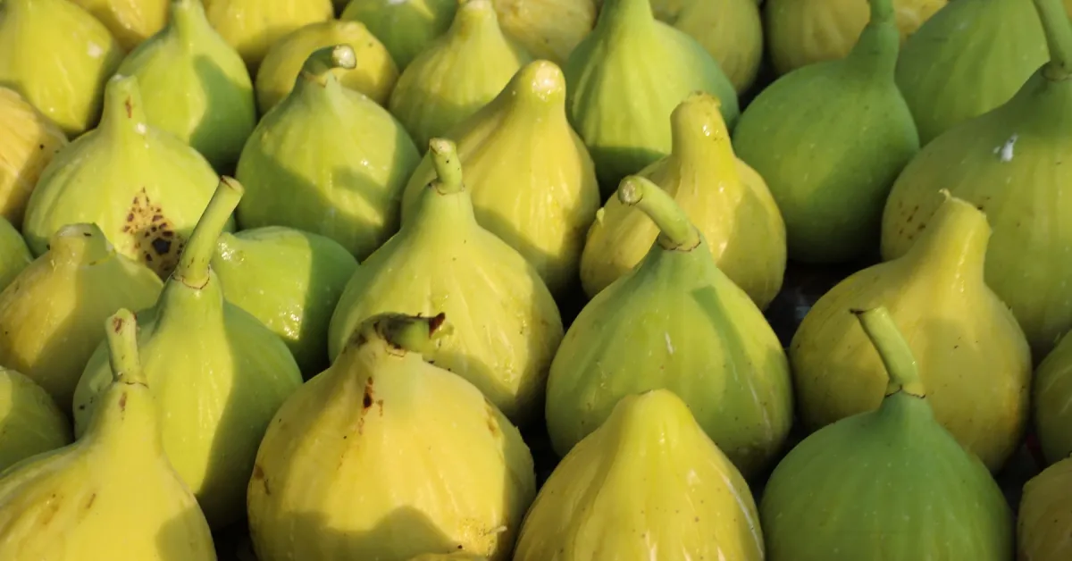 Nilüfer’de Incir Hasadı Başladı Bu Yıl 10 Ton Verim Bekleniyor (2)