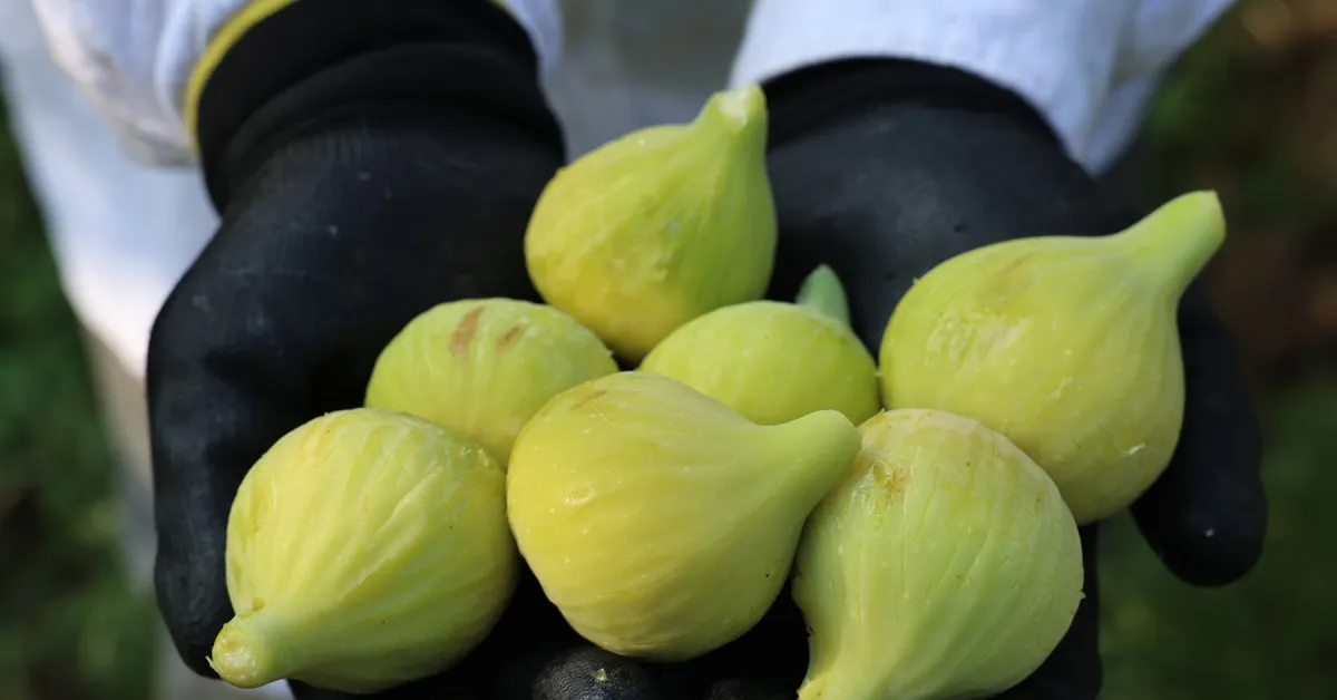 Nilüfer’de Incir Hasadı Başladı Bu Yıl 10 Ton Verim Bekleniyor (3)