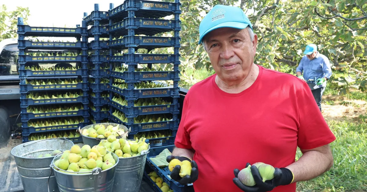 Nilüfer’de Incir Hasadı Başladı Bu Yıl 10 Ton Verim Bekleniyor (4)
