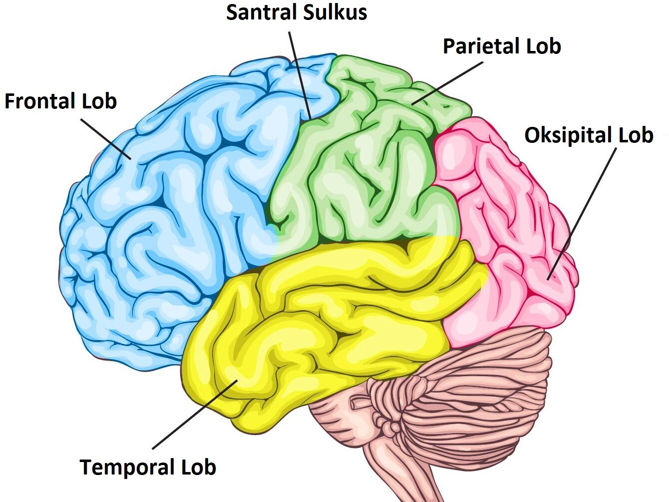 Temporal Lob E1575603626686