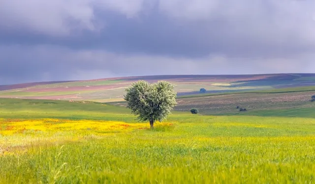 Toki̇, 30 İlde 312 Taşınmazı Açık Artırma Ile Satışa Çıkartacak (2)