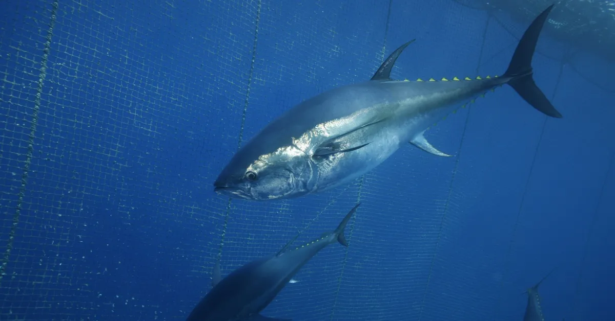 Türkiye’nin Orkinos İhracatı 130 Milyon Doları Aştı! En Büyük Alıcı Japonya (2)