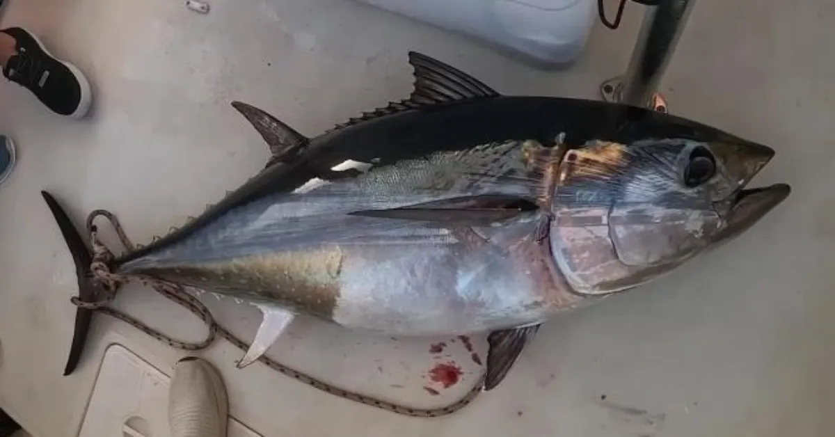 Türkiye’nin Orkinos İhracatı 130 Milyon Doları Aştı! En Büyük Alıcı Japonya (3)