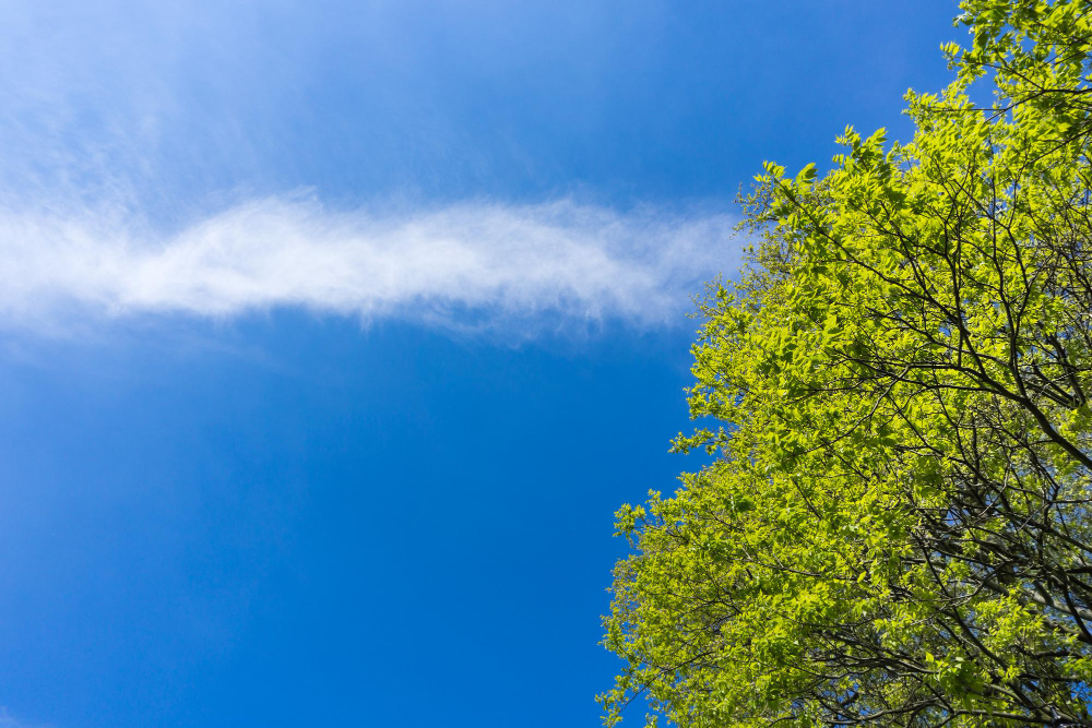 02 Eylül Ne Günü Temiz Hava Gencgazete (7)