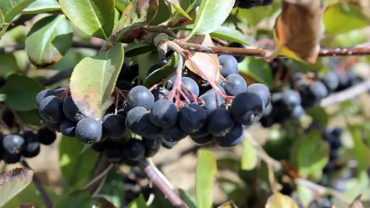 5C33657D61361F1Ff0D5Cb54