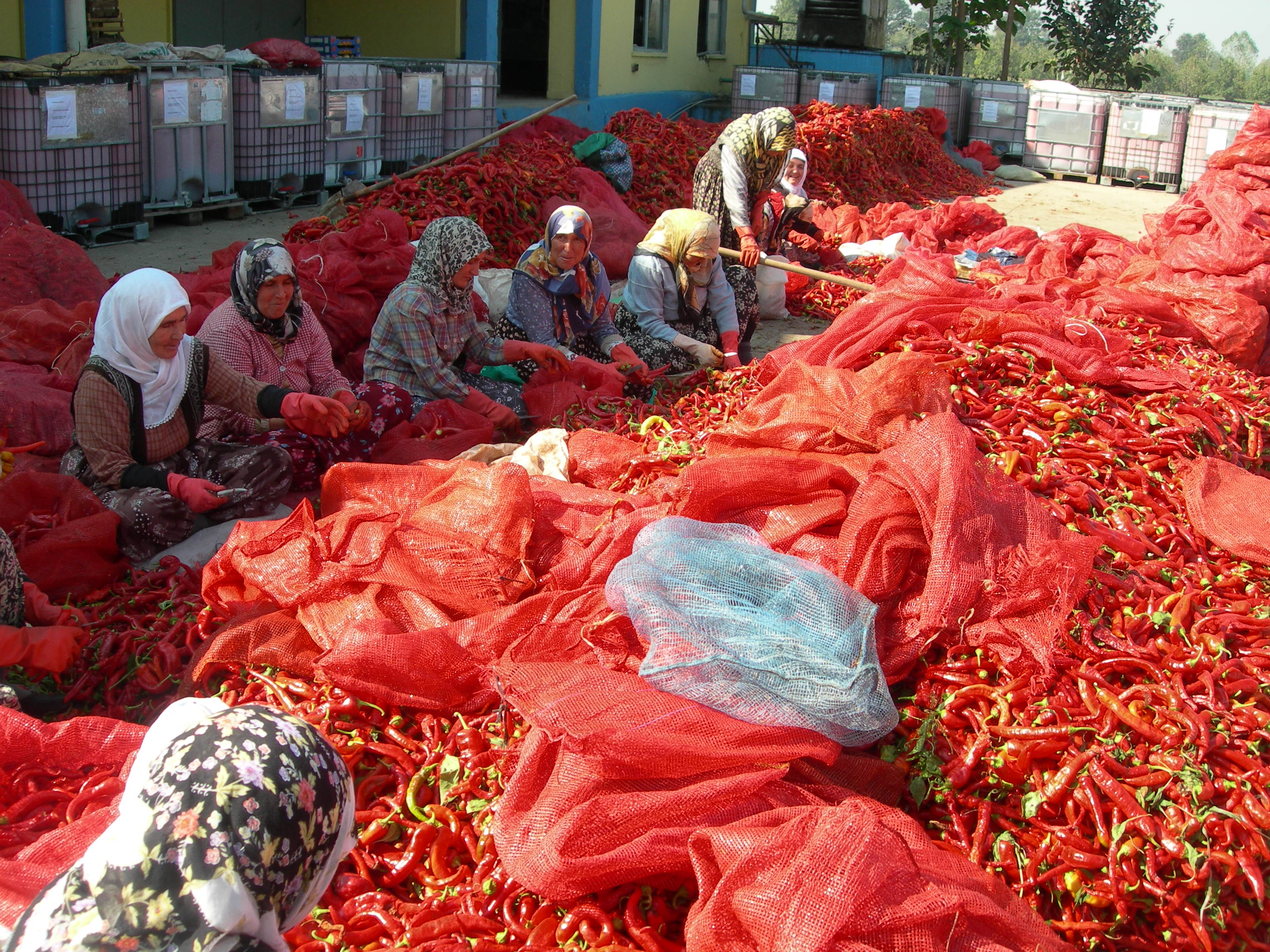Amerikalı Hıristiyan Öğrenciler İnegöl'de Arsivden Haber 2007 Gencgazete (2)