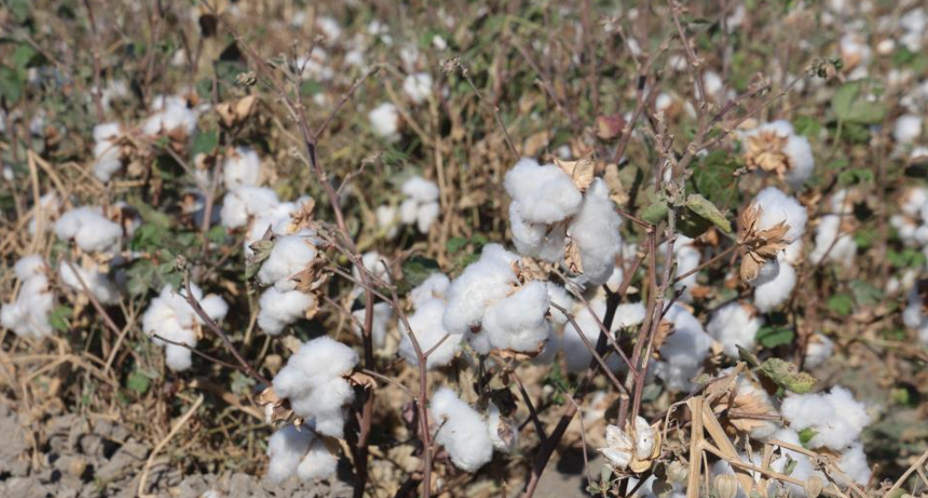Amik Ovası'nda Beyaz Altın Pamukta 140 Bin Ton Rekolte Bekleniyor (1)