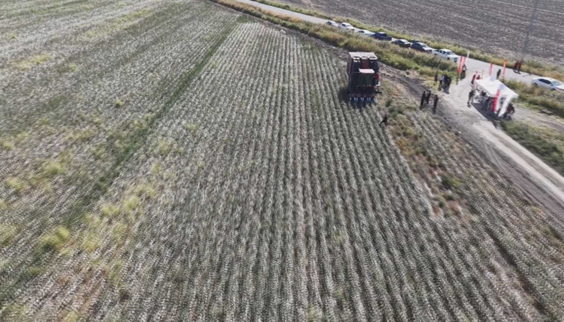 Amik Ovası'nda Beyaz Altın Pamukta 140 Bin Ton Rekolte Bekleniyor (2)